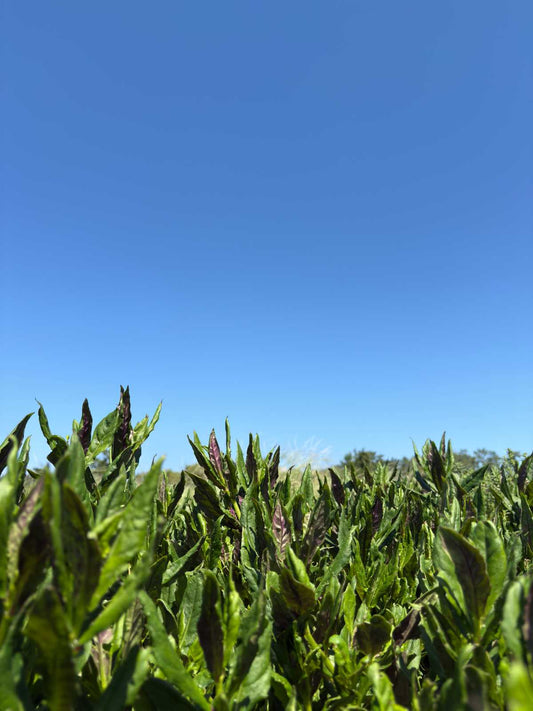 "Well-Grown Kinjiso – Almost Ready for Harvest" 立派に育った金時草ーもうすぐ収穫に。