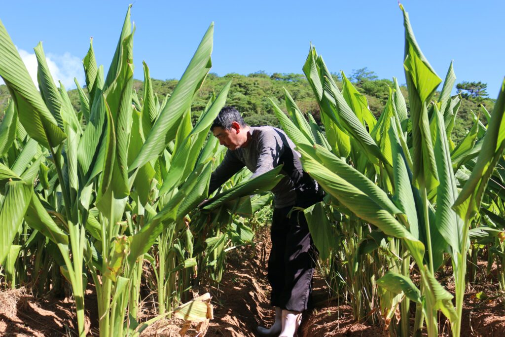 expert turmeric farmers in Japan